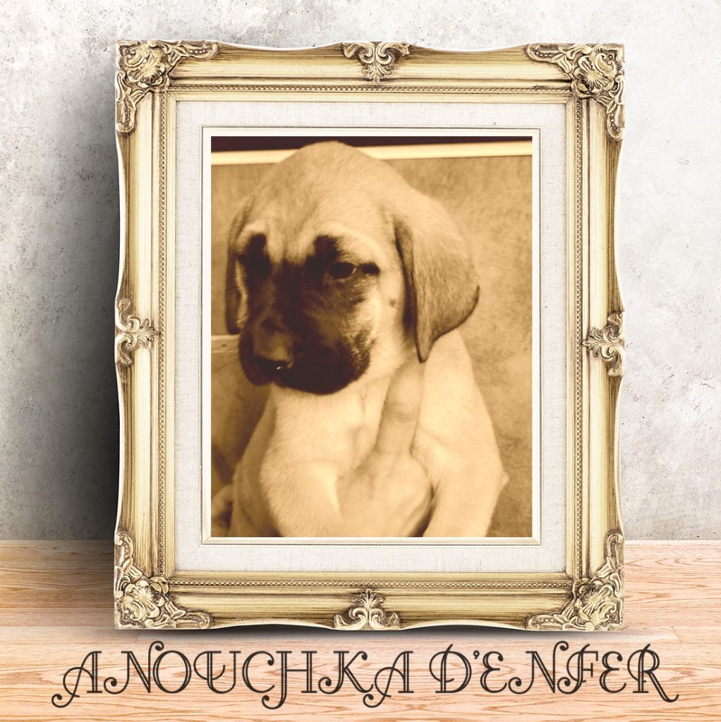Anouchka denfer des Joyaux d'Hades
