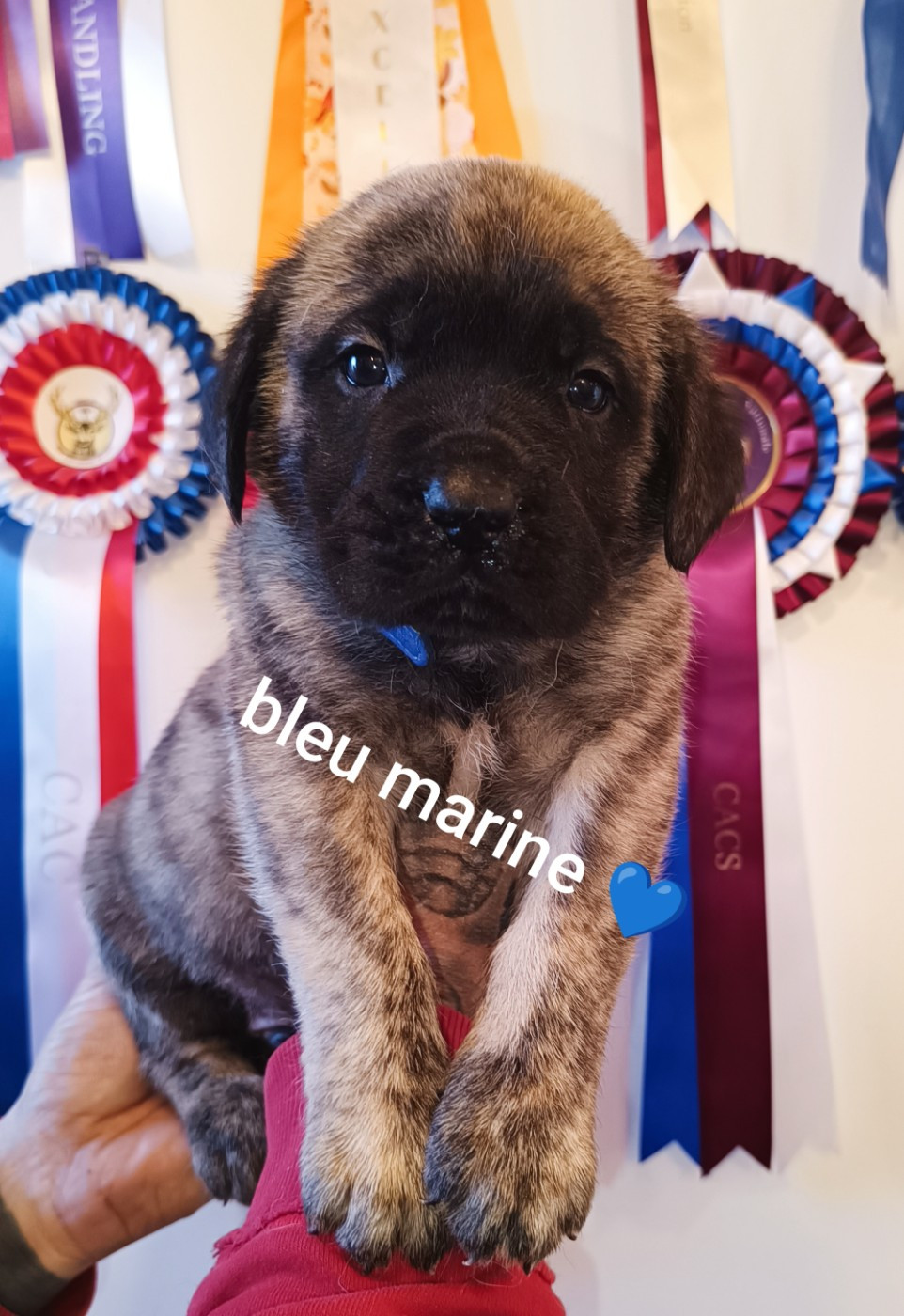 des Joyaux d'Hades - Naissance des mastiffons de uma et Oliver