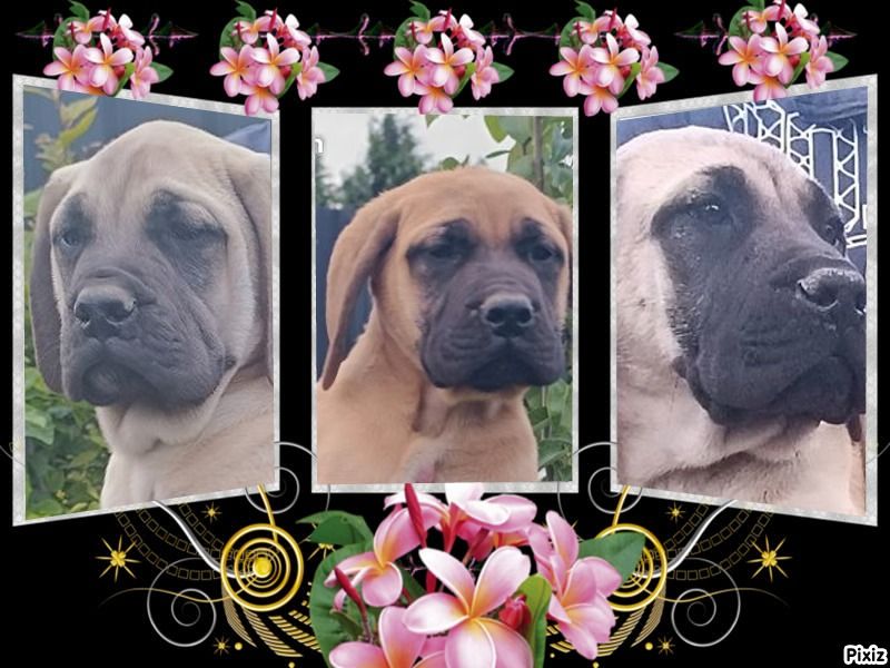 CHIOTS DISPONIBLES