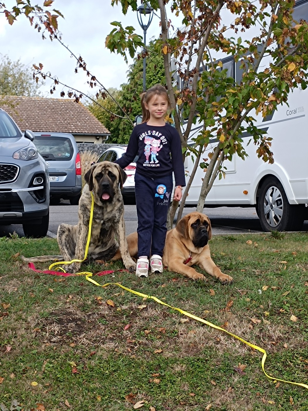 Chiot des joyaux d'Hadès