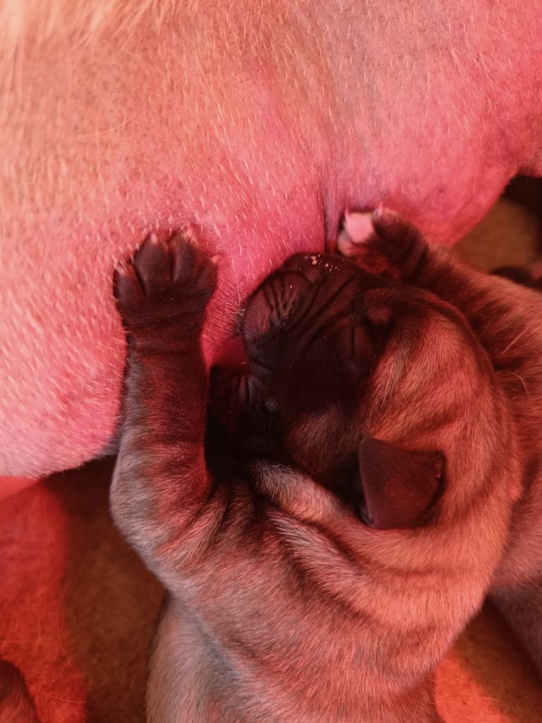 des Joyaux d'Hades - Chiots disponibles - Mastiff