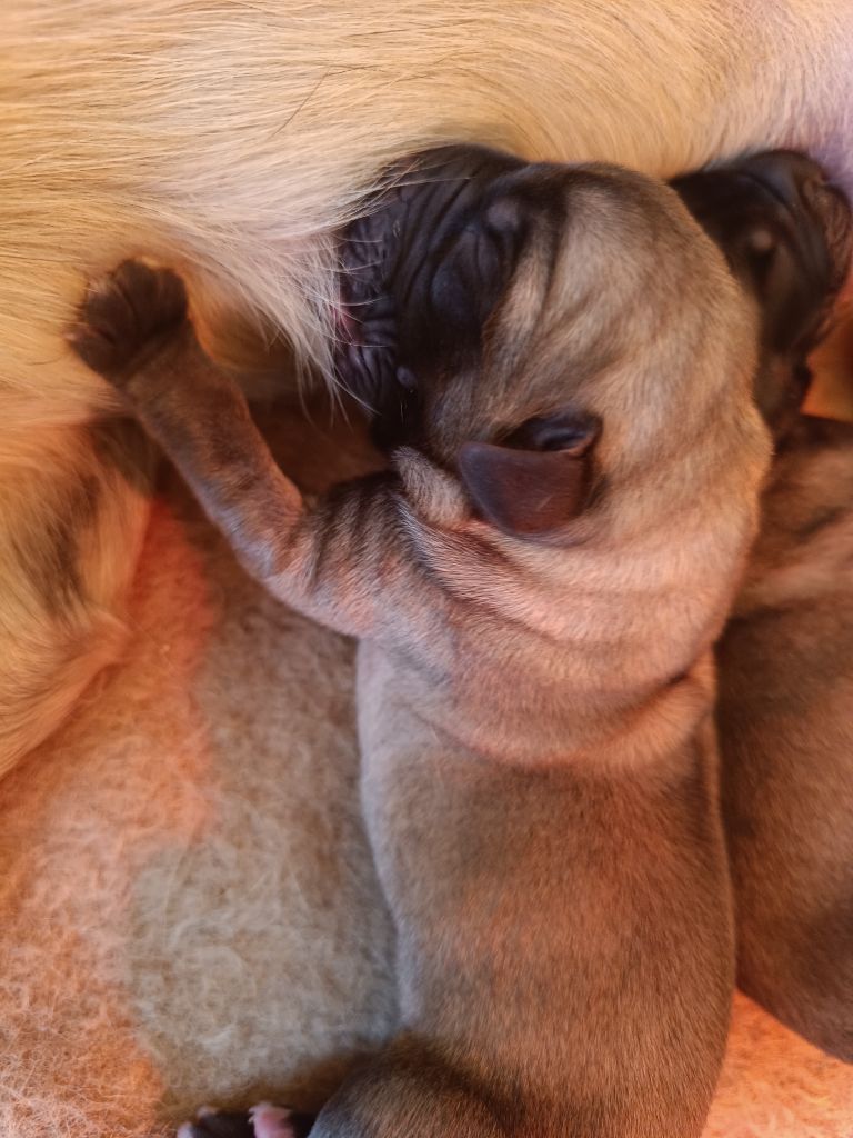 des Joyaux d'Hades - Chiots disponibles - Mastiff