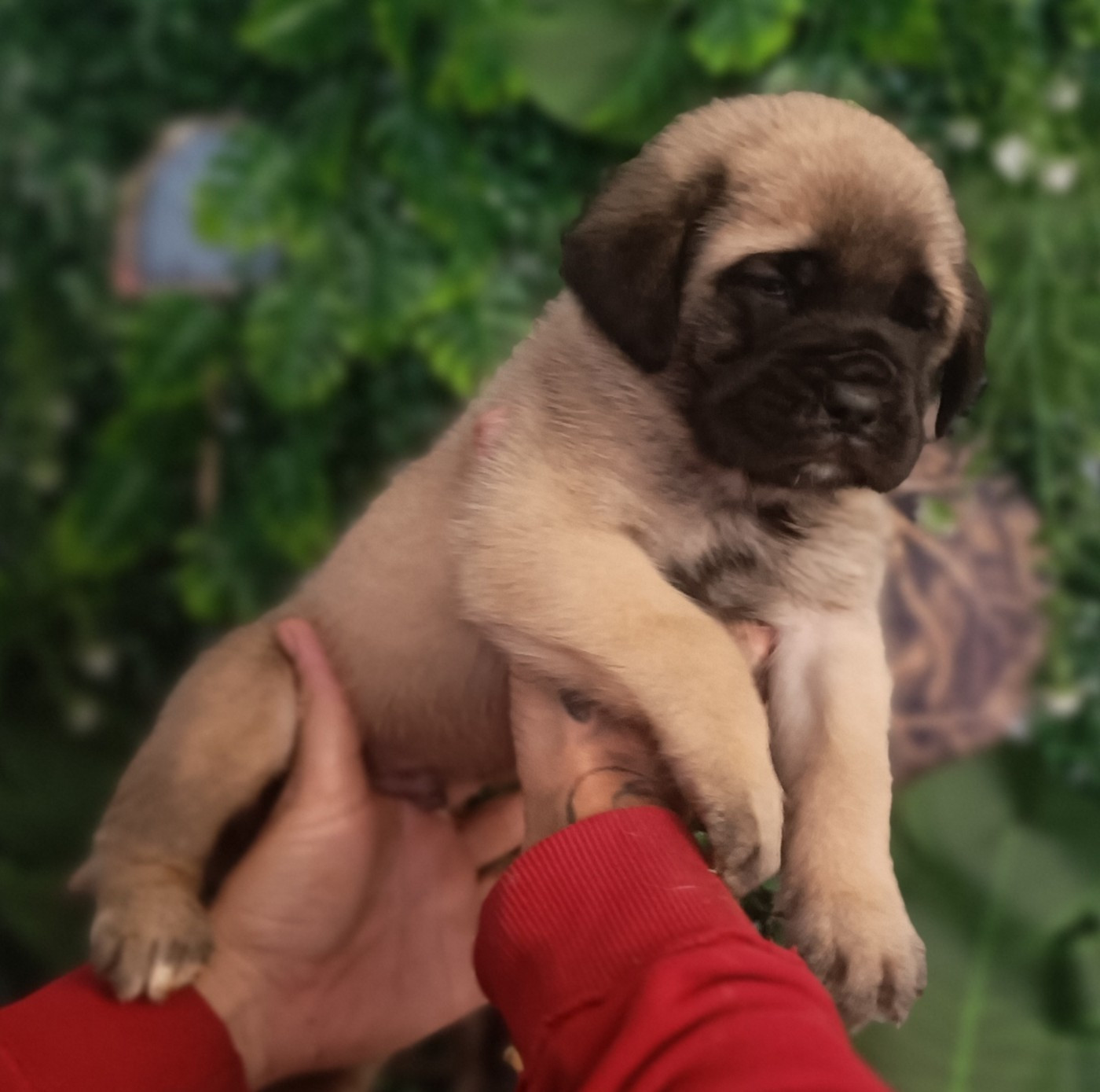 des Joyaux d'Hades - Chiots disponibles - Mastiff
