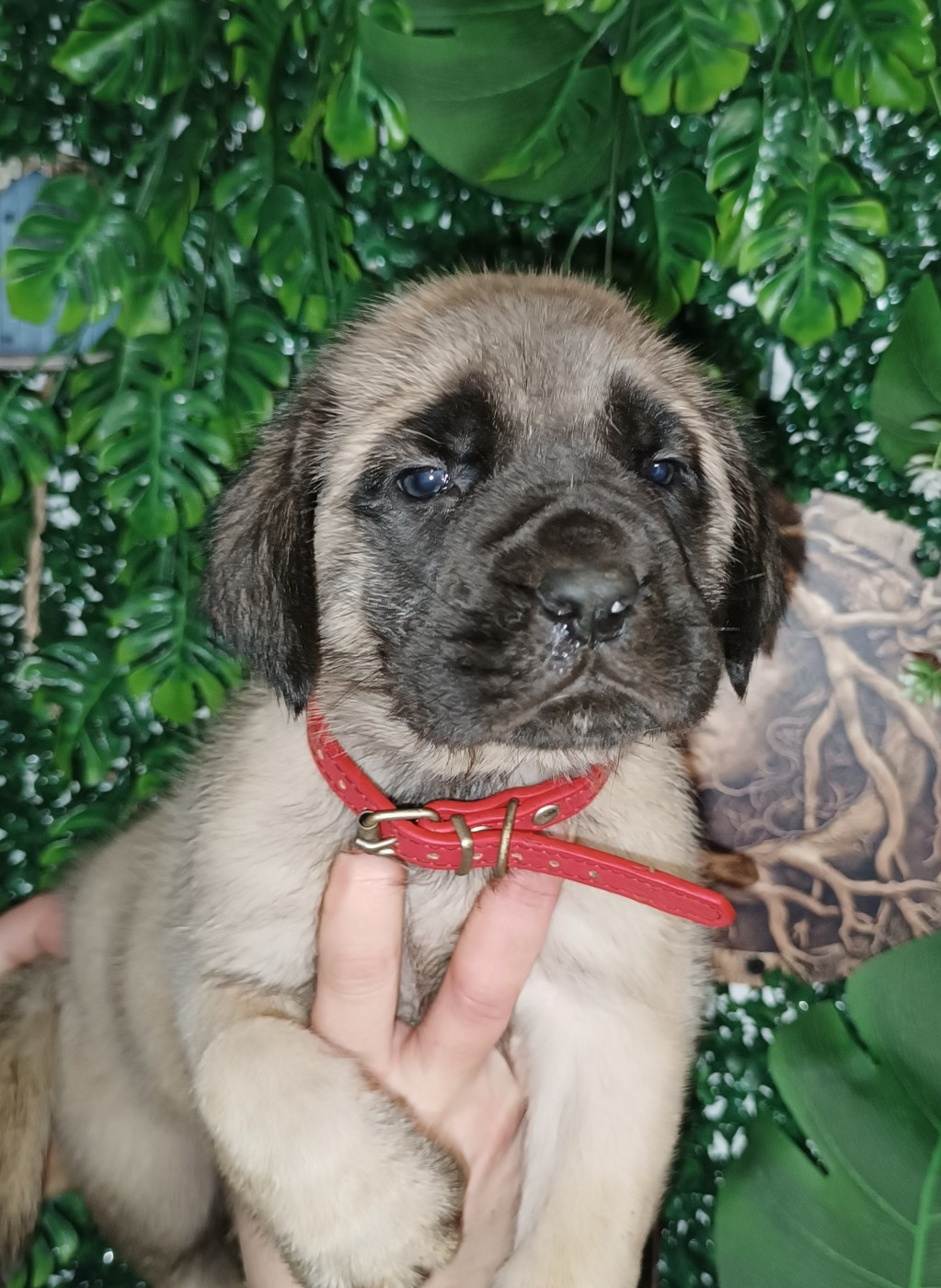 des Joyaux d'Hades - Chiots disponibles - Mastiff