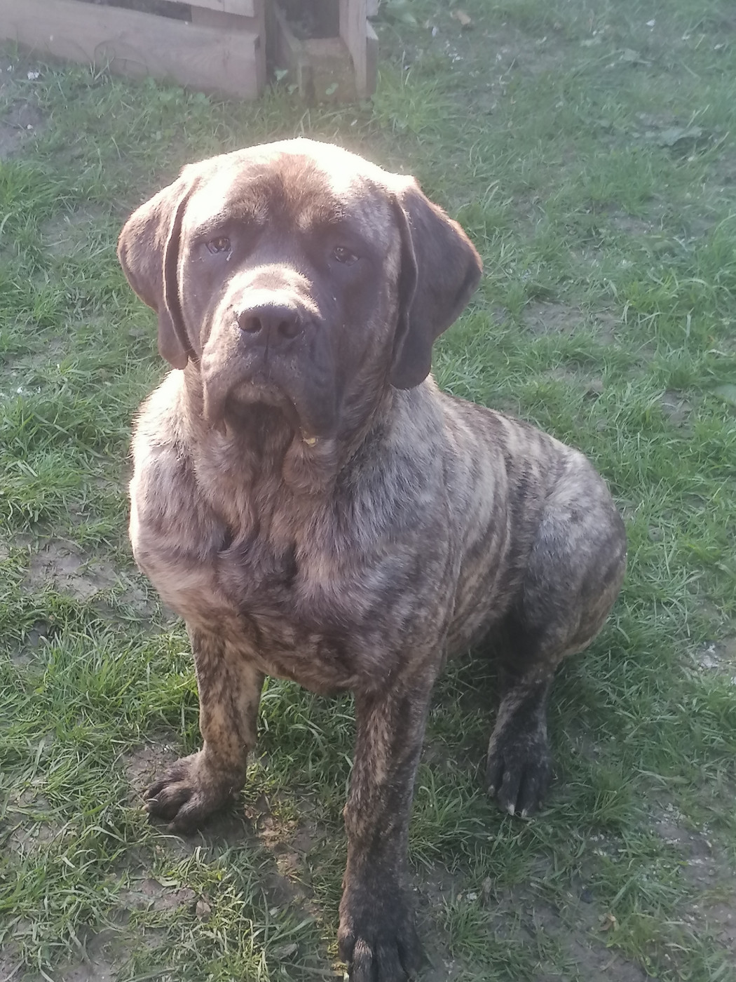des Joyaux d'Hades - Mastiff - Portée née le 14/02/2026