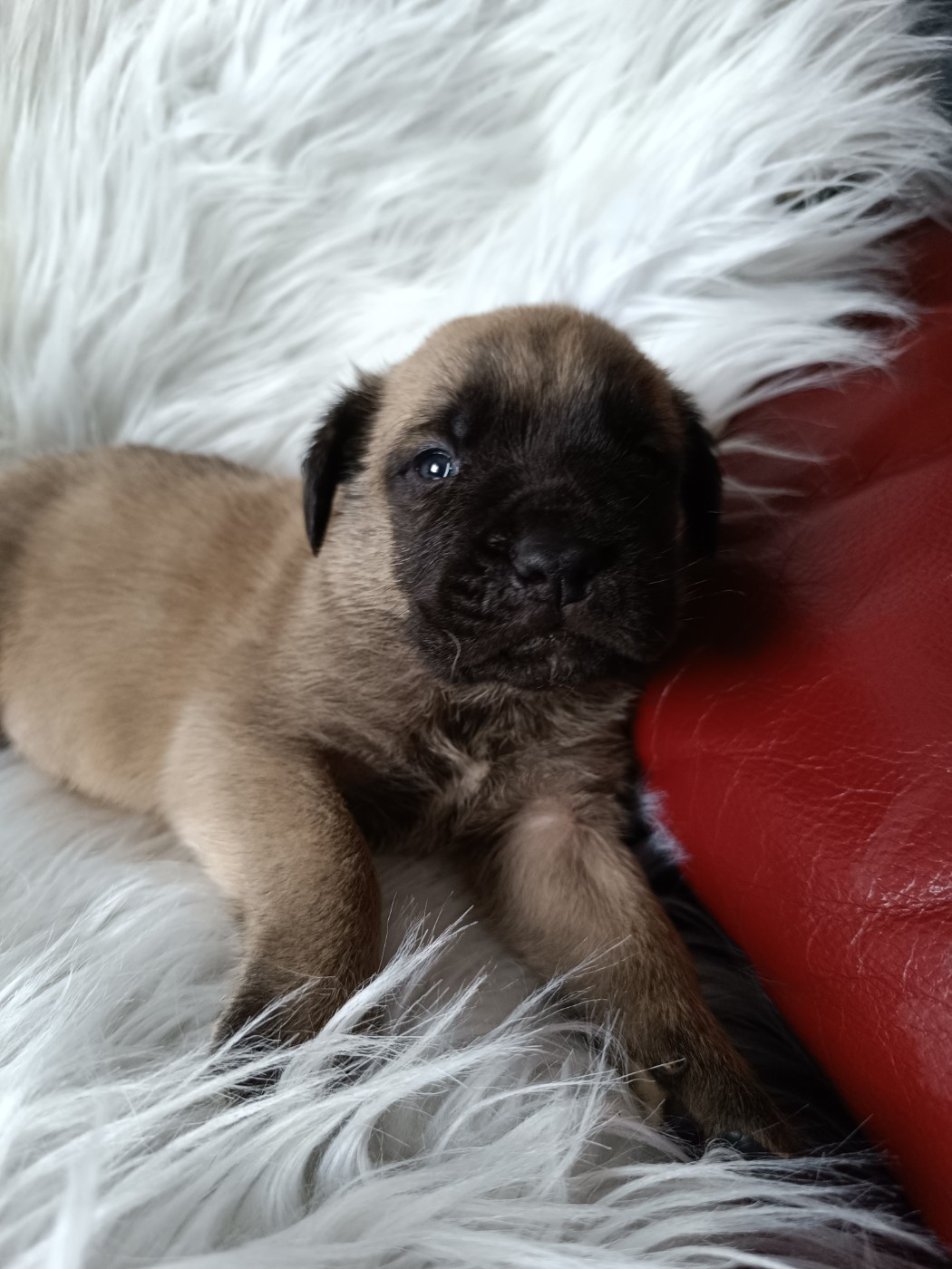 des Joyaux d'Hades - Chiots disponibles - Mastiff