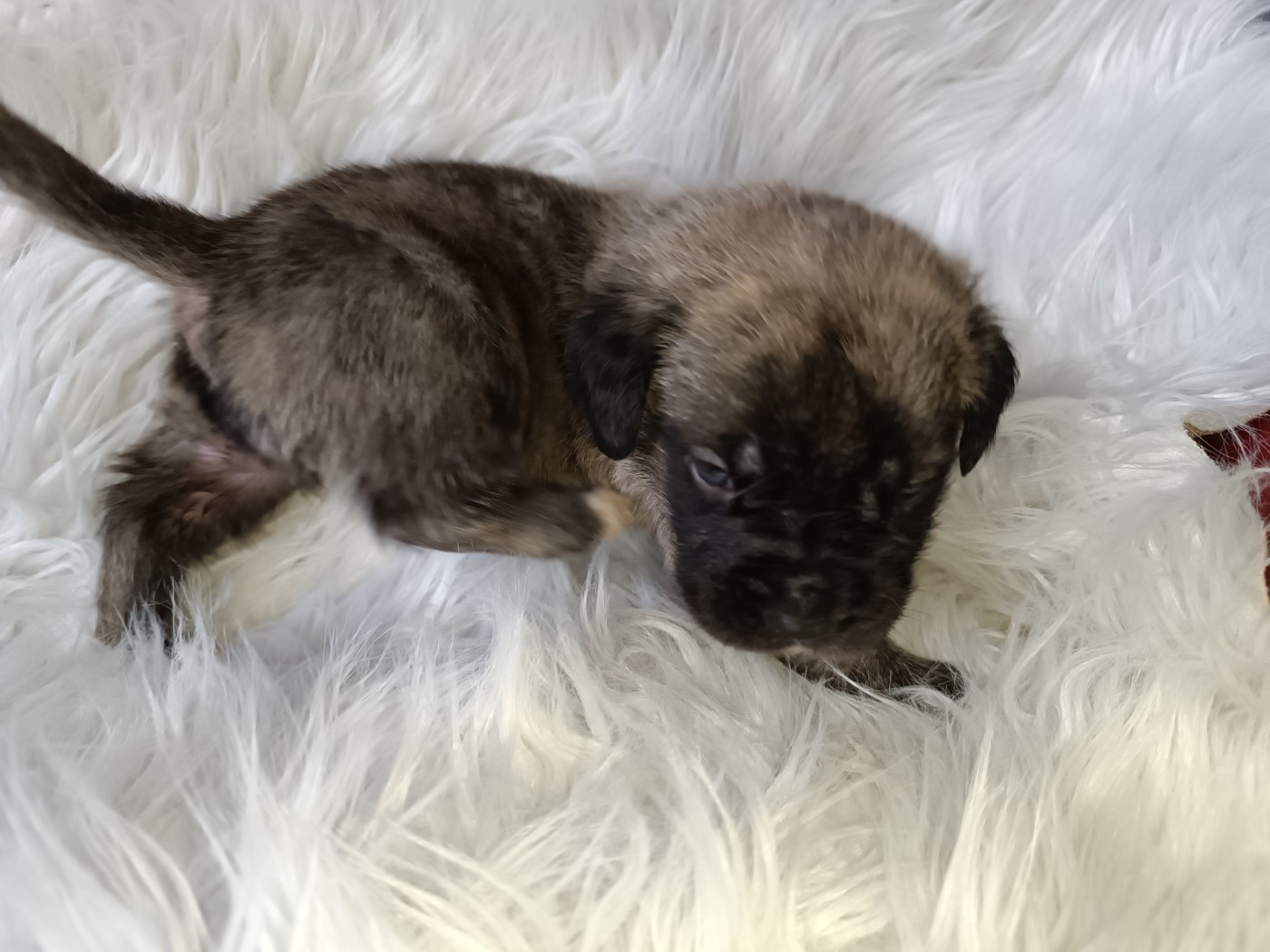 des Joyaux d'Hades - Chiots disponibles - Mastiff