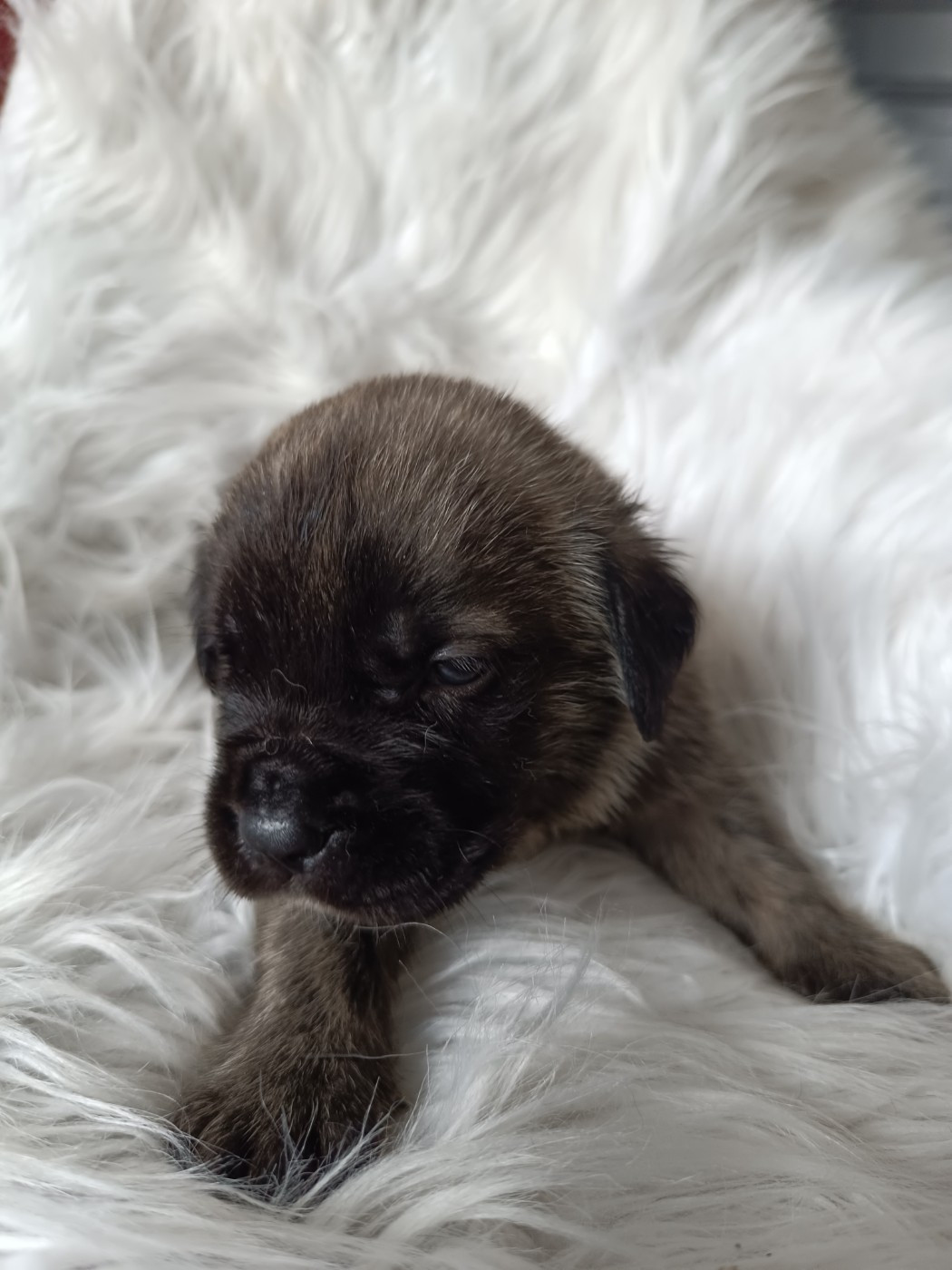 des Joyaux d'Hades - Chiots disponibles - Mastiff
