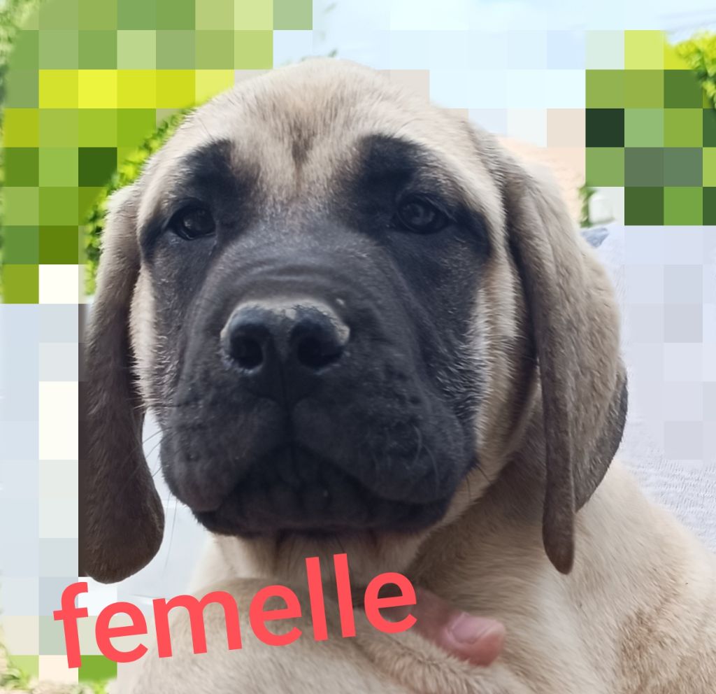 des Joyaux d'Hades - Chiots disponibles - Mastiff