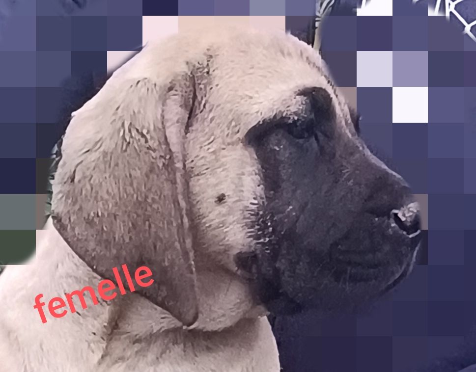 des Joyaux d'Hades - Chiots disponibles - Mastiff