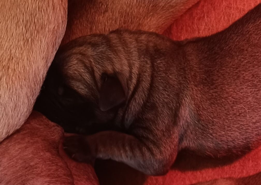 des Joyaux d'Hades - Chiots disponibles - Mastiff