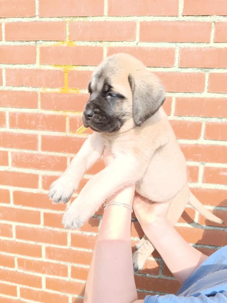 des Joyaux d'Hades - Chiots disponibles - Mastiff