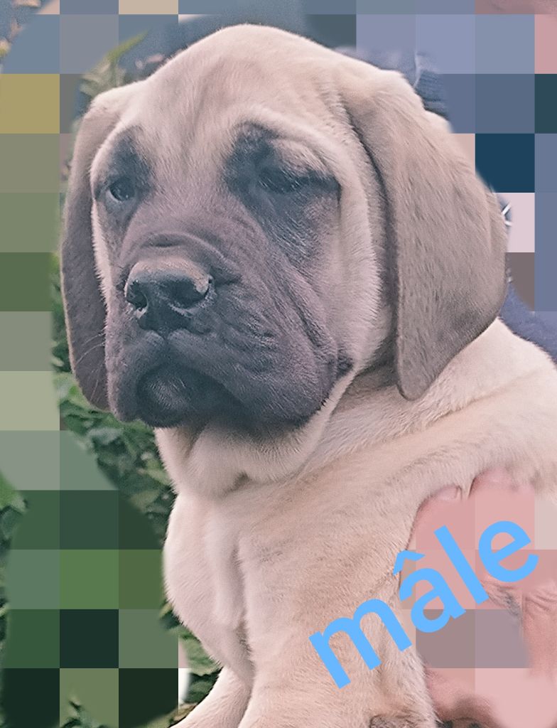 des Joyaux d'Hades - Chiots disponibles - Mastiff