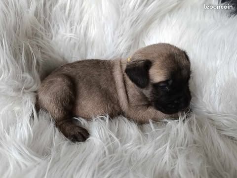 des Joyaux d'Hades - Chiots disponibles - Mastiff