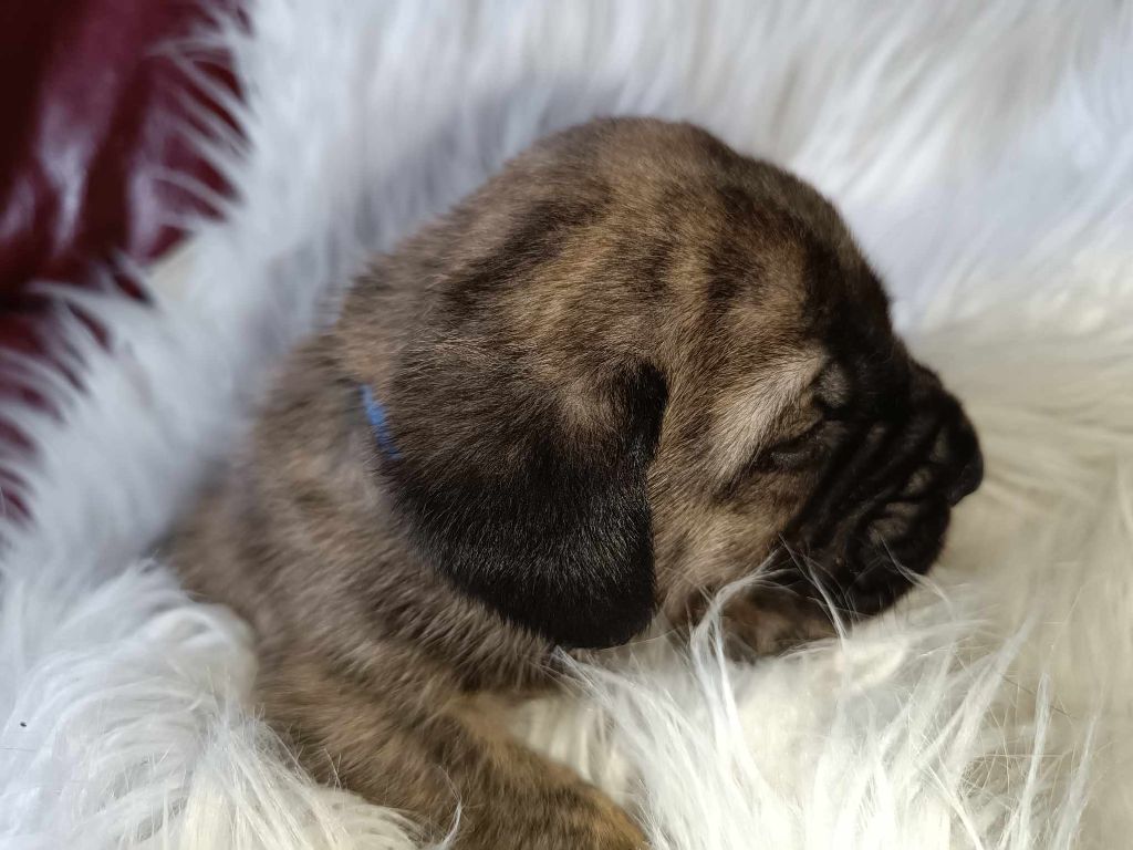 des Joyaux d'Hades - Chiots disponibles - Mastiff