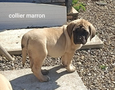 Chiot N°3