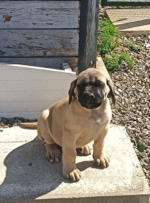 Chiot N°4