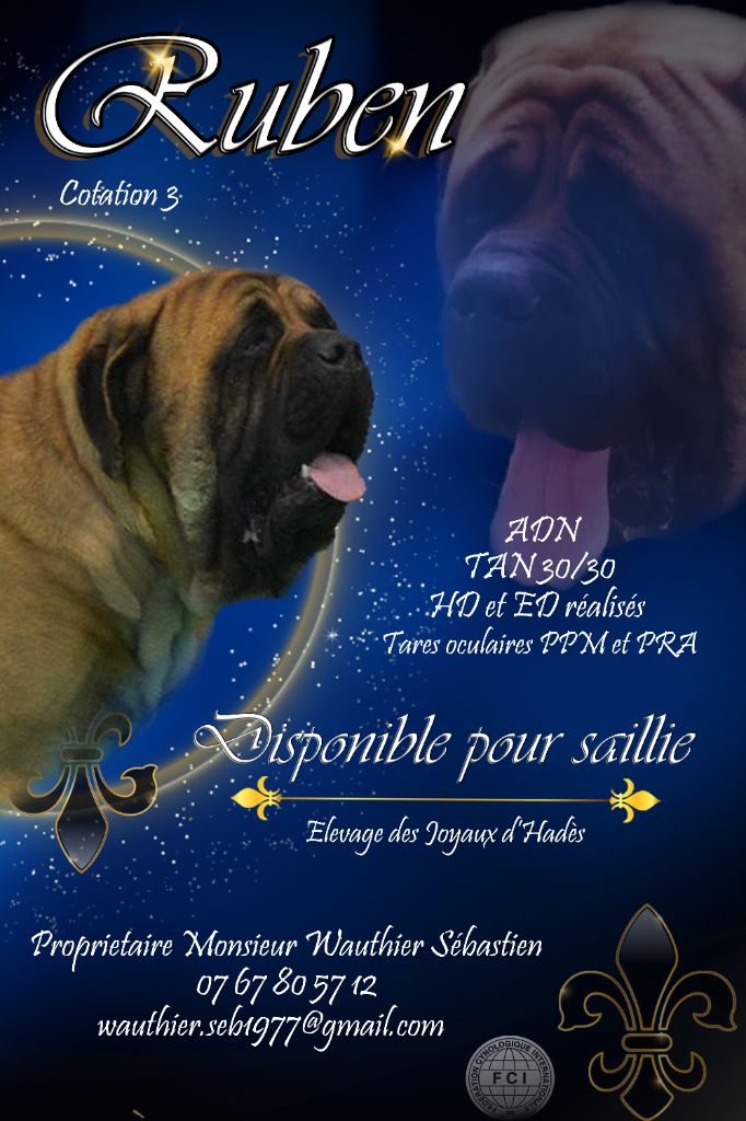 Chiot Mastiff des Joyaux d'Hades