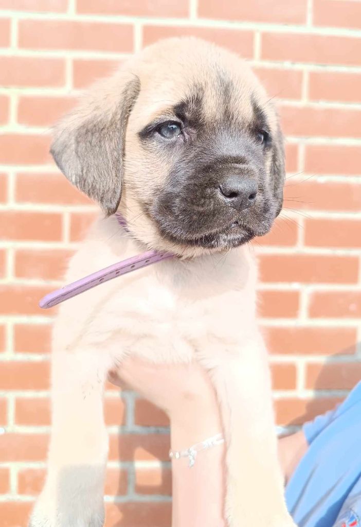 des Joyaux d'Hades - Chiots disponibles - Mastiff