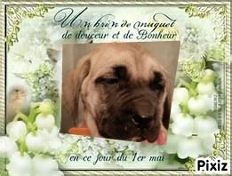 des Joyaux d'Hades - Chiots disponibles - Mastiff