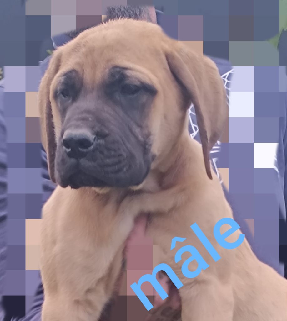 des Joyaux d'Hades - Chiots disponibles - Mastiff
