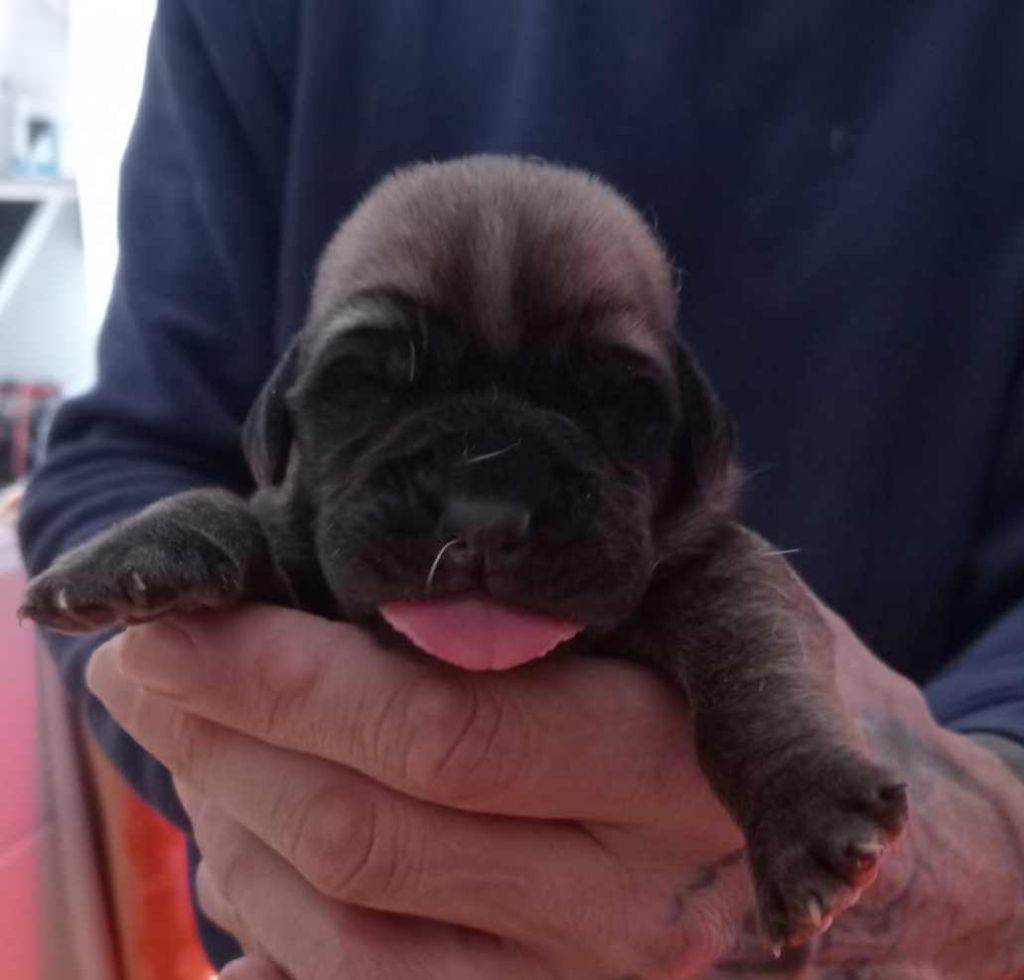 des Joyaux d'Hades - Chiots disponibles - Mastiff