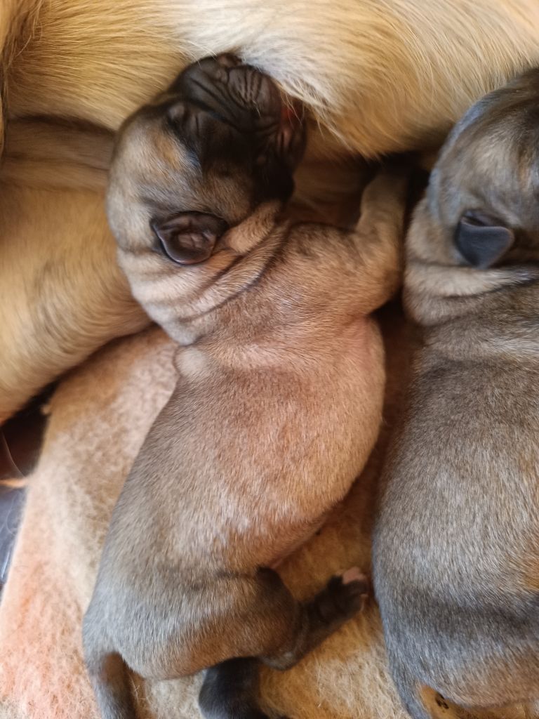 des Joyaux d'Hades - Chiots disponibles - Mastiff