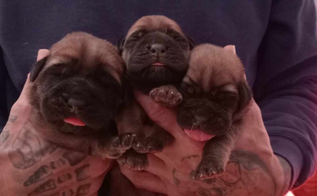 des Joyaux d'Hades - Chiots disponibles - Mastiff