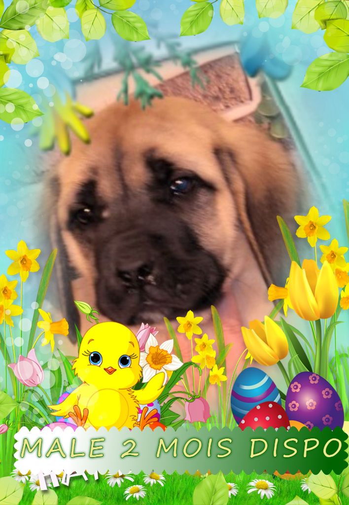 Chiot Mastiff des Joyaux d'Hades