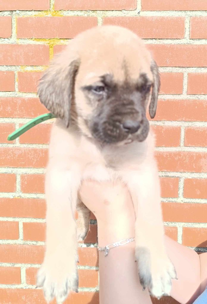 des Joyaux d'Hades - Chiots disponibles - Mastiff