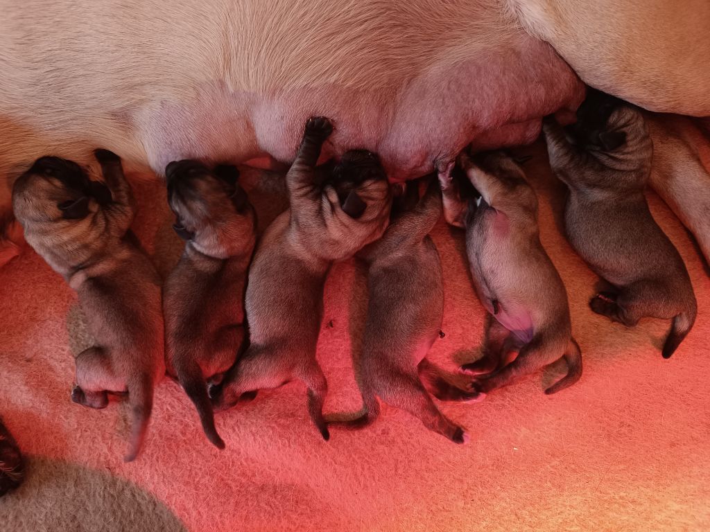 Chiot Mastiff des Joyaux d'Hades