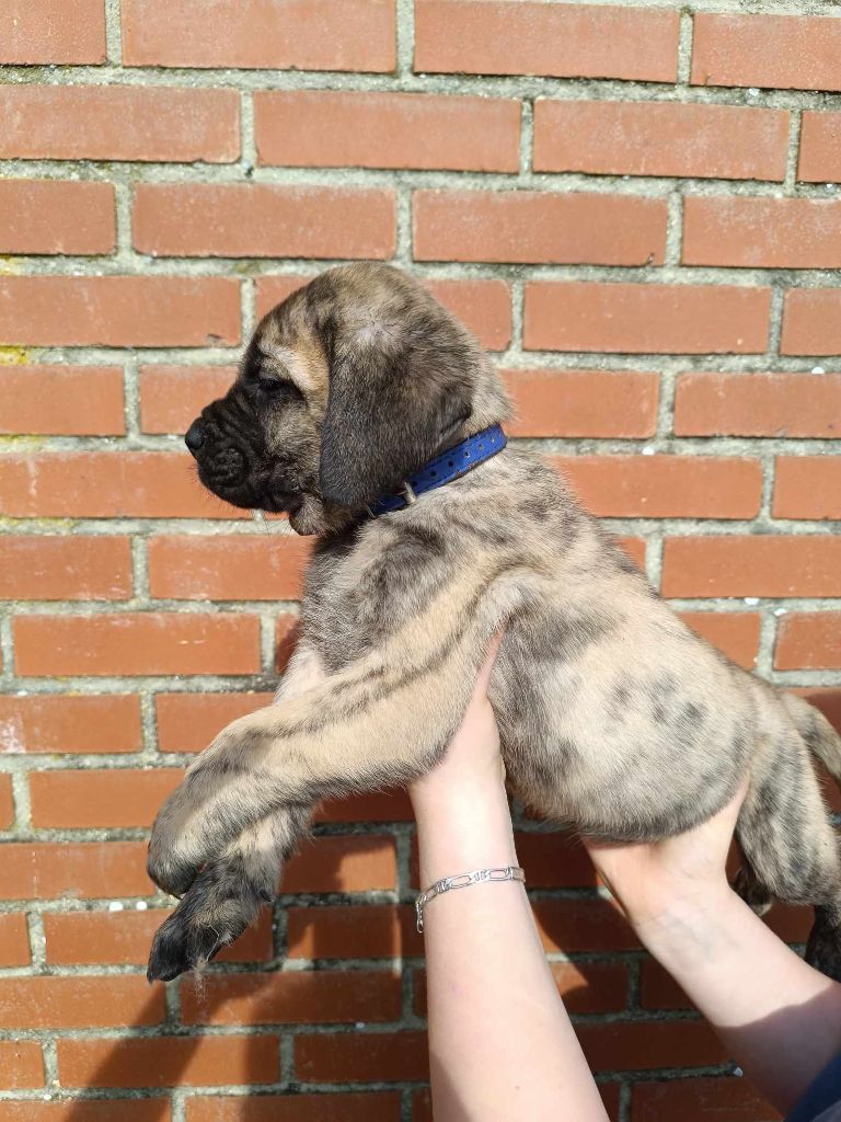 des Joyaux d'Hades - Chiots disponibles - Mastiff